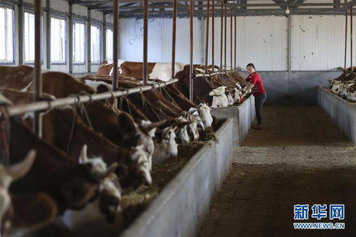 黑龙江富锦 黄牛养殖项目助农脱贫增收 图片频道